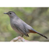 Adult. Note: clean gray body, rufous undertail coverts, and black cap.