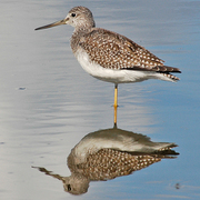 Note large bill with pale base. Note large bill with pale base.