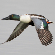 Male Male